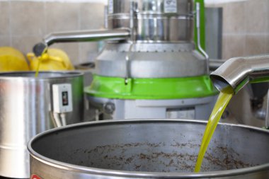 Modern bir çiftlikte zeytinlerden yağ elde etmek, zeytin hasadından sonra soğuk baskı fabrikası, çöp kutusunda taze yağ akışı. 