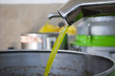 Modern bir çiftlikte zeytinlerden yağ elde etmek, zeytin hasadından sonra soğuk baskı fabrikası, çöp kutusunda taze yağ akışı. 