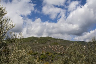 Zeytin ağaçlarının ekilmesi ve güzel manzara, bulutlu mavi gökyüzü sahnesi
