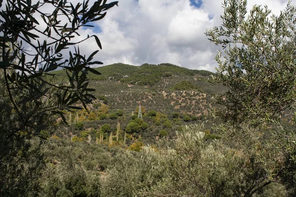 Καλλιέργεια Των Ελαιόδεντρων Και Όμορφο Τοπίο Συννεφιασμένη Μπλε Σκηνή Του — Φωτογραφία Αρχείου