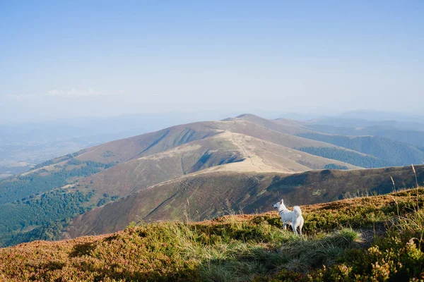 Prachtig uitzicht op de herfst bergketen met de witte hond op voorgrond — Stockfoto