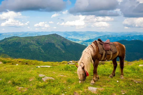 Beau cheval brun à fond de montagne avec nuages — Photo