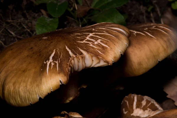 숲 속에 있는 일부 버섯들의 매크로 사진 — 스톡 사진