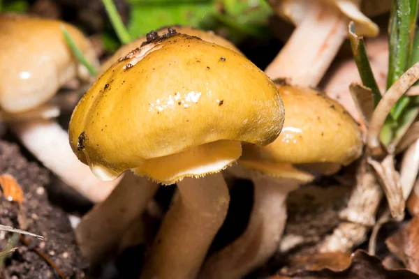 Macro photo de quelques champignons dans une forêt — Photo