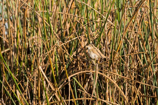 Маленькая птичка коричневого цвета, спрятанная среди тростника — стоковое фото