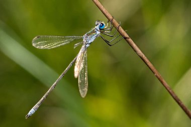 Mavi tonları ve şeffaf kanatları olan bir yusufçuğun makro fotoğrafı.