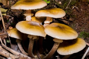 Sonbahar olduğu ve zamanı geldiği için ormandaki mantarlar.