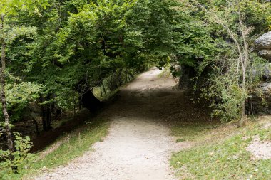 Ağacın dallarından yapılmış güzel bir tünel