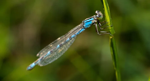 Foto macro agradável de uma libélula com tons azuis e asas transparentes — Fotografia de Stock