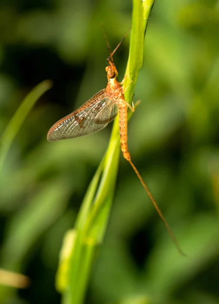 Fint makrofoto av en insekt med genomskinliga vingar och långa antenner — Stockfoto