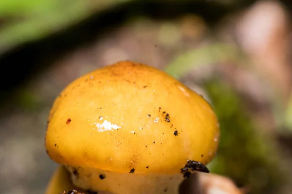 Makro foto av några svampar inne i en skog — Stockfoto