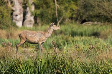 Parktaki bir grup geyiği izleyen bir geyik.