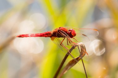 Parktaki çimlerin üzerinde güzel kırmızı bir yusufçuk.