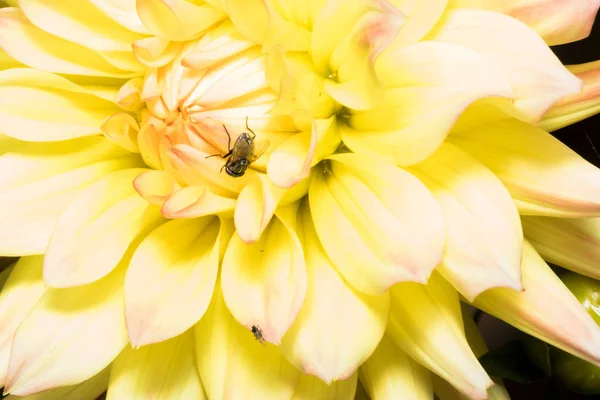 Foto de uma flor amarela com uma mosca — Fotografia de Stock