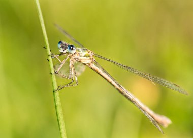 Mavi tonları ve şeffaf kanatları olan bir yusufçuğun makro fotoğrafı.