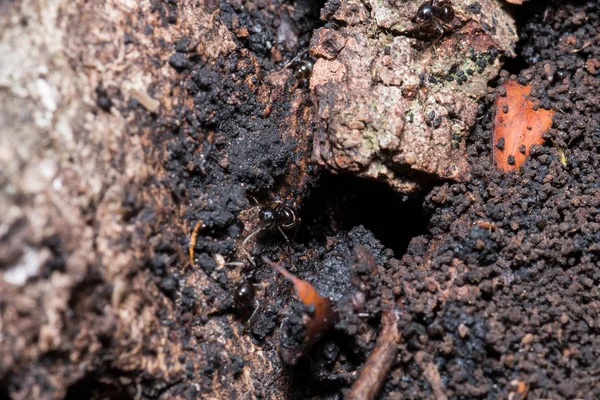 一群黑蚂蚁的宏观照片 — 图库照片