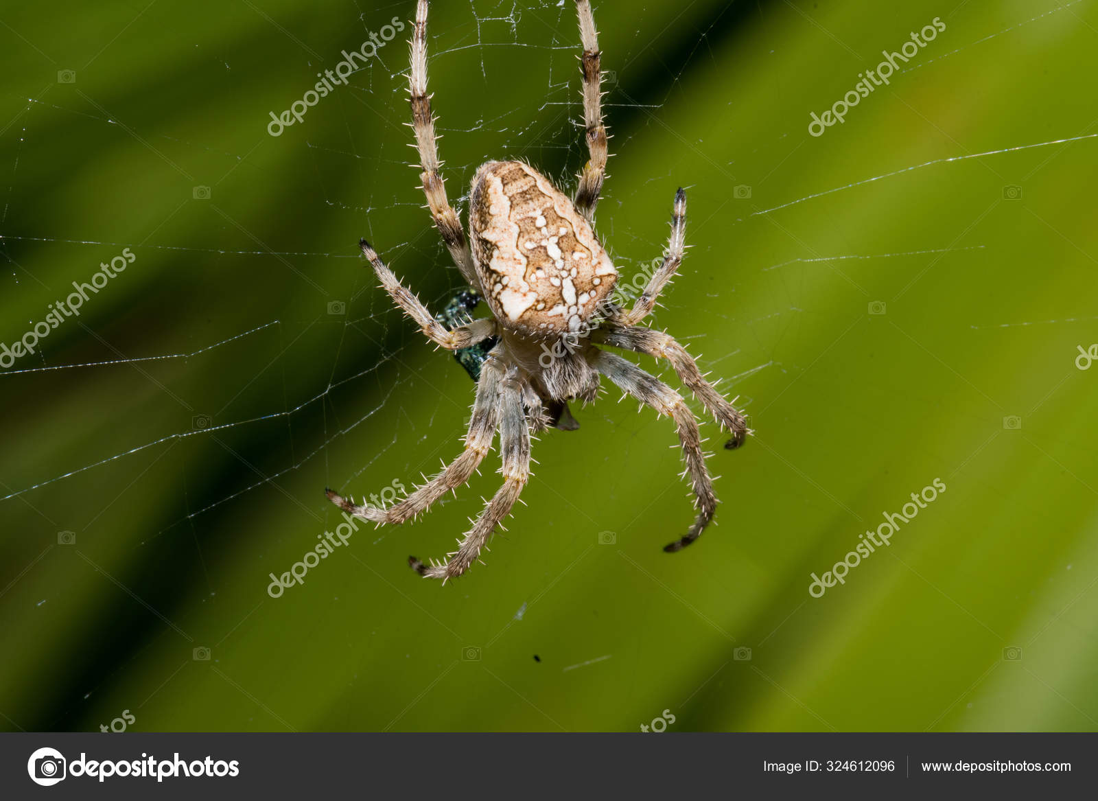 A Large White Spider In The Home Garden Stock Photo