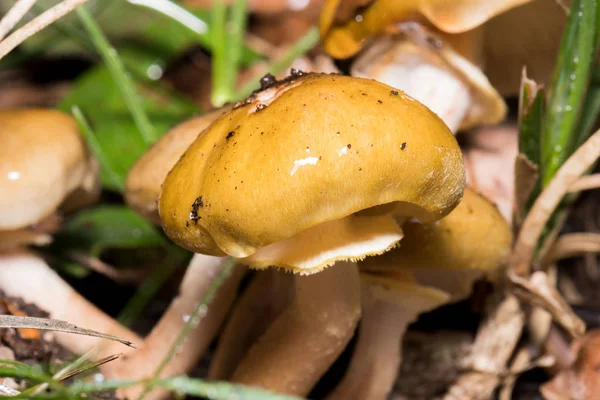 Cogumelos na floresta desde que é outono e é a sua hora — Fotografia de Stock