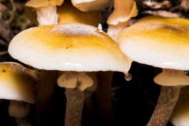 Sonbahar olduğu ve zamanı geldiği için ormandaki mantarlar.