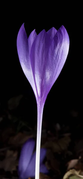 Uma bela foto macro de uma flor roxa — Fotografia de Stock