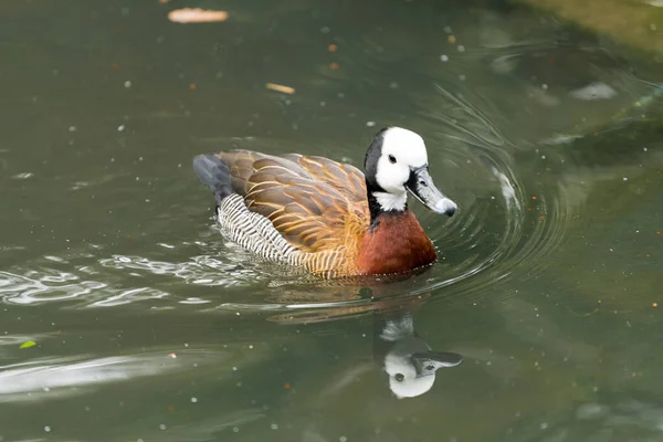 White faced whistling duck looking for food in a city pond