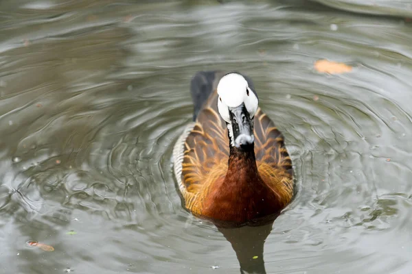 Pato silbante de cara blanca buscando comida en un estanque de la ciudad — Foto de Stock