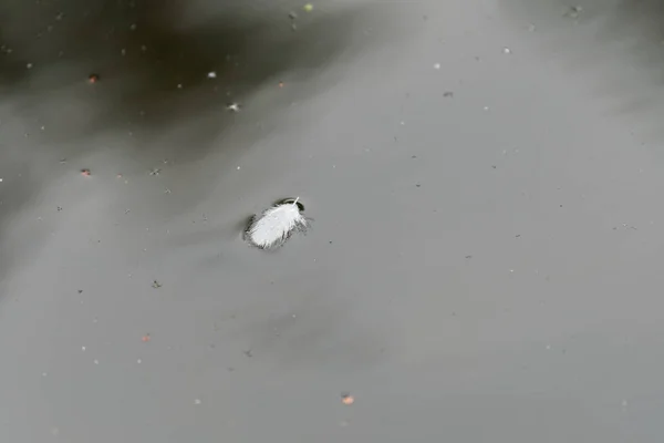 Одинокое белое перо в городском пруду — стоковое фото