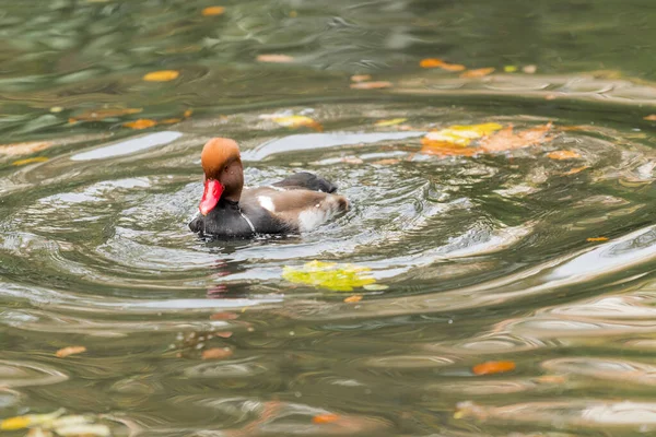 Pato de cresta roja en diferentes situaciones dentro de un estanque de la ciudad — Foto de Stock
