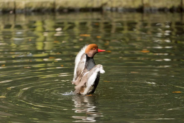 Red crested kachna v různých situacích uvnitř městského rybníka — Stock fotografie