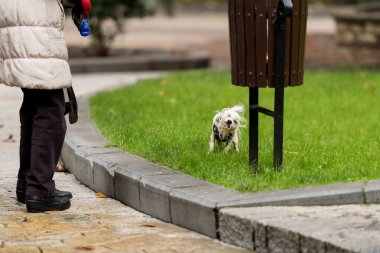 Islak bir Batı İskoçya teriyeri kışın suya atıldıktan sonra