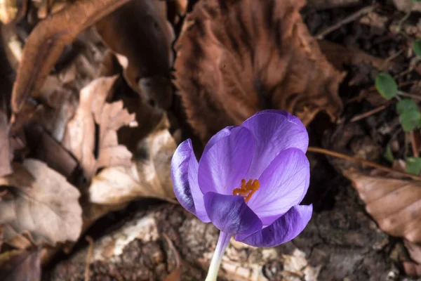 Fin makro foto av en lila blomma som liknar saffran — Stockfoto