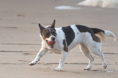 Beyaz ve kahverengi bir köpek topun sahile atılmasını bekliyor.