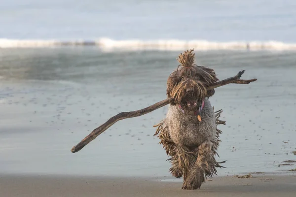 A dog with dreadlocks plays with a stick on the beach — Stock Photo, Image