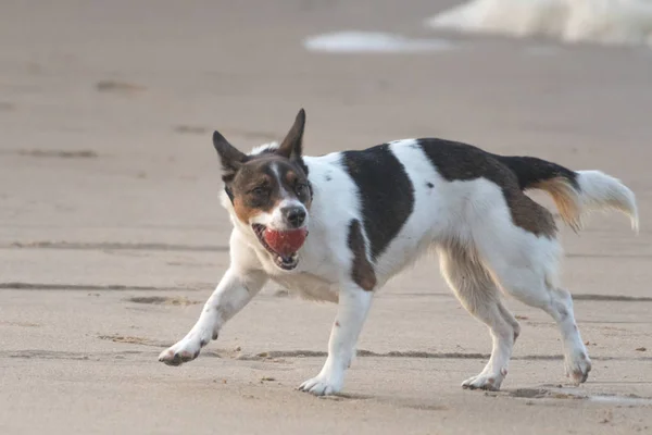 Белый и коричневый пес ожидает, что мяч будет брошен на пляж. — стоковое фото