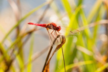 Parktaki çimlerin üzerinde güzel kırmızı bir yusufçuk.