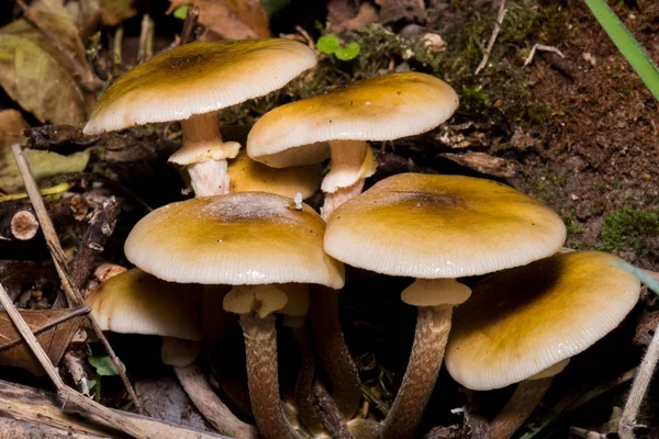 Cogumelos na floresta desde que é outono e é a sua hora — Fotografia de Stock
