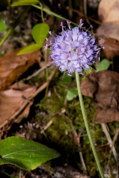 Uma estranha e bonita flor roxa — Fotografia de Stock