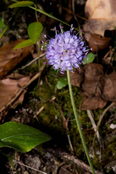Dziwny i ładny purpurowy kwiat — Zdjęcie stockowe