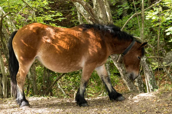 En grupp bruna och svarta hästar går genom skogen — Stockfoto