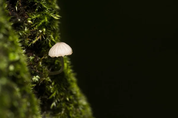 Um pequeno cogumelo branco saindo do musgo de uma árvore — Fotografia de Stock