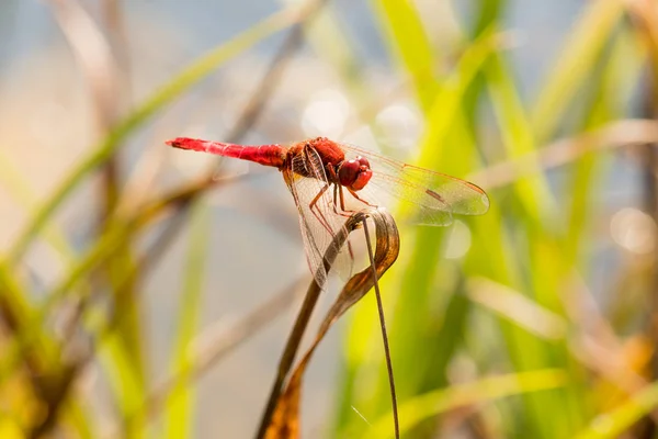 Libélula vermelha agradável em uma grama no parque — Fotografia de Stock