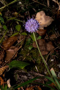 Tuhaf ve güzel mor bir çiçek