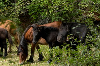 Bir grup kahverengi ve siyah at ormanda yürüyor.