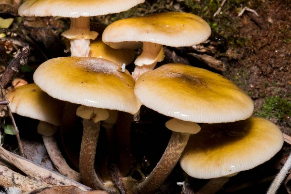 Champignons dans la forêt depuis qu'il est l'automne et il est son temps — Photo