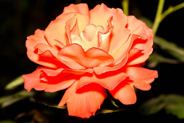 Pink flower a little orange with a black background in the park