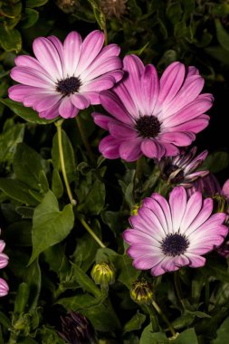 Pembe papatya, parktaki çalıların arasında siyah bir merkez.