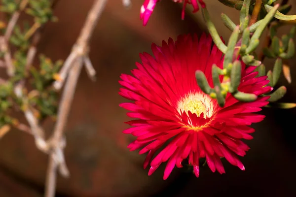 Red daisy flower with yellow center in the park — 스톡 사진