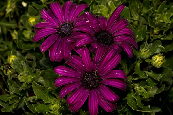 Purple daisy with a beautiful black center in the bushes in the park — 스톡 사진