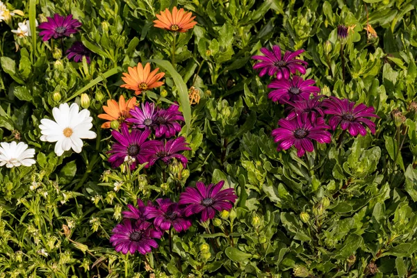 Several purple, yellow and white daisies among the bushes in the park — 스톡 사진