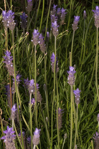 Flor de lavanda con tonos púrpura y tallos verdes en el parque — Foto de Stock